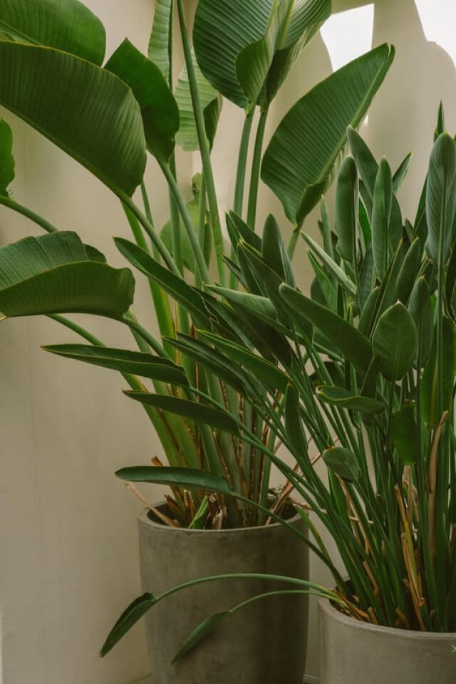 Fresh Pineapple Juice - Image 2